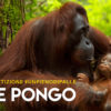 Save Pongo ok